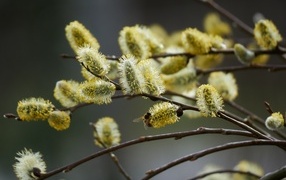 Красивые молодые ветки вербы весной