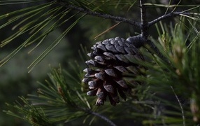 Big black cone on a pine branch