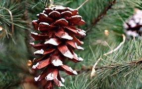 Big brown cone on a spruce branch