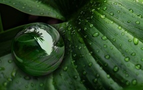 Big drop on a green leaf