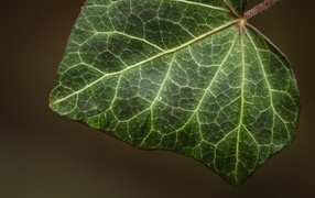 Big green ivy leaf close up