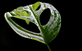 Большой мокрый зеленый лист на черном фоне