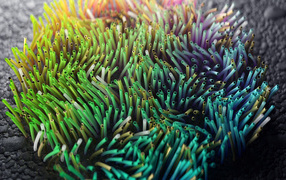 Разноцветные морские водоросли на дне