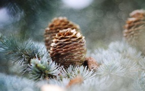 Cones on a branch of a prickly spruce