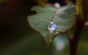 Dew drop on green rose leaf