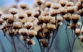 Сухоцвет крупным планом на поле