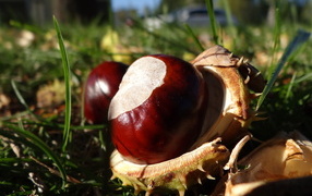 Fallen chestnuts lie on the grass