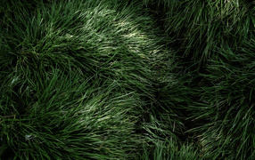 Fluffy green grass close up