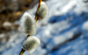 Fluffy willow twig close up