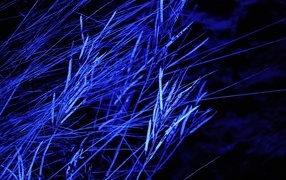 Grass in blue light at night