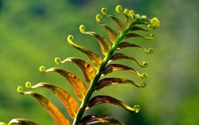 Green fern leaf close up