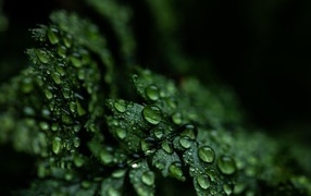 Green fern leaves in dew drops closeup