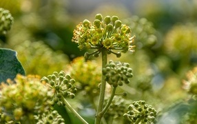 Зеленое растение борщевик