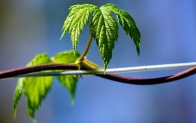 Зеленые листья хмеля на лозе