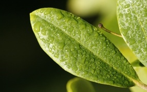 Green leaf of a plant in water drops close-up