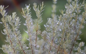 Green rosemary leaves in dew drops