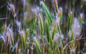 Зеленые колоски крупным планом