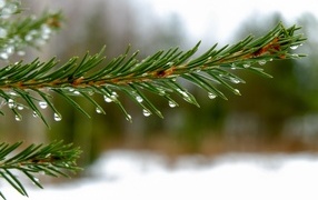 Green spruce branch in raindrops