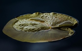 Large green leaf of a water lily in a pond