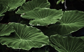 Large green leaves of a plant close up