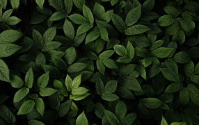 Много зеленых листьев крупным планом