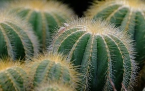 Lots of green spiny cacti