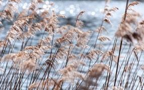 Пампасная трава растет у воды
