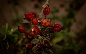 Красные ягоды шиповника на ветке