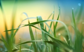 Высокая зеленая трава в каплях росы
