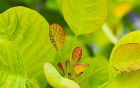 Нежные молодые зеленые листья