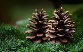 Two big cones lie on a spruce branch