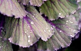 Water drops on cabbage leaves