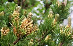 Young cones on pine branches