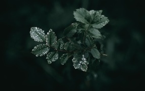 Молодые зеленые листья розы в каплях дождя