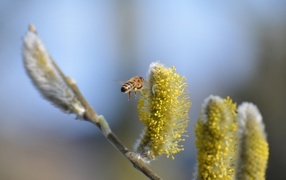 Young willow branches with a bee
