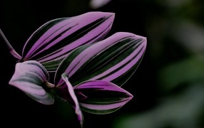 Красивый лист комнатного растения