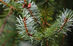 prickly green spruce branch
