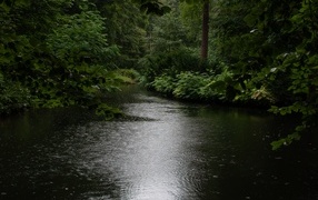 Forest lake in the rain in summer