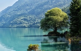 Large tree on the shore of a mountain lake