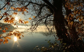 Деревья с желтыми листьями на берегу тихого озера