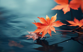 A branch with yellow leaves falls into the water