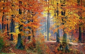 Красивый осенний лес в лучах солнца
