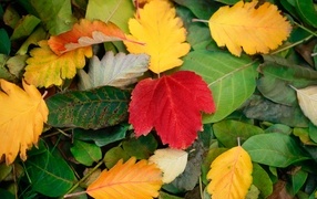 Красивые опавшие листья на земле осенью