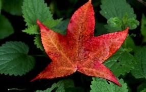Beautiful red leaf on green grass