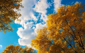Bottom view of treetops with yellow leaves and sky