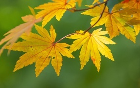 Branch with beautiful yellow leaves on a green background