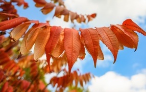 Ветка с оранжевыми осенними листьями крупным планом