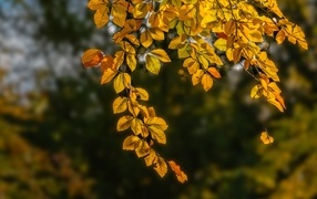 Branch with yellow leaves in the rays of the sun in autumn