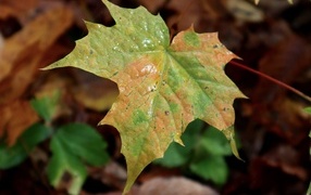 Разноцветный лист крупным планом осенью 