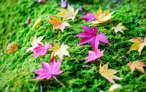 Разноцветные листья на покрытой мхом земле